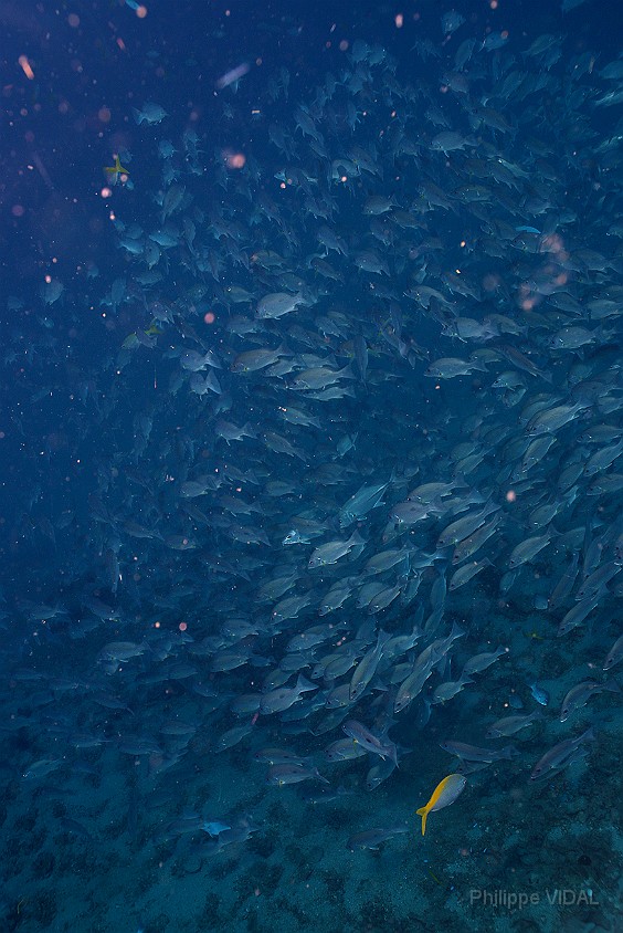 Thailand 2015 - Ko Tao - Vivaneau Hublot - Lutjanus russellii _IMG_3532_rc.jpg